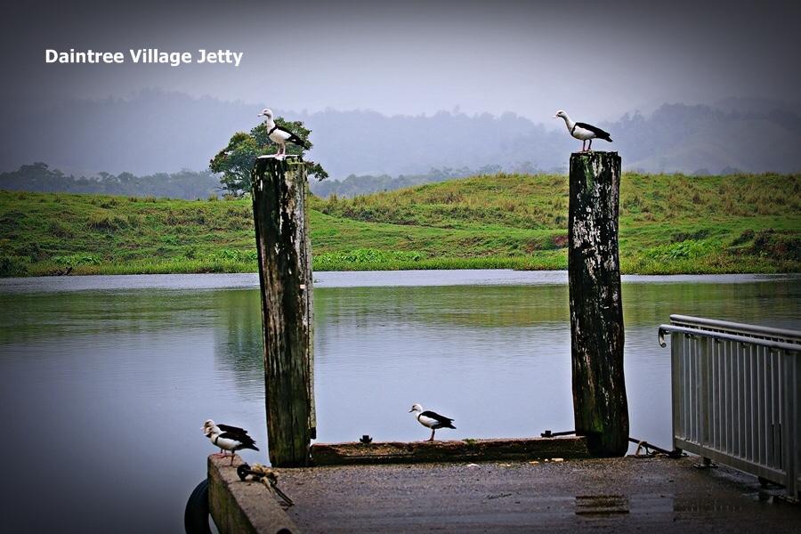 Egrets Rest Daintree Exterior foto