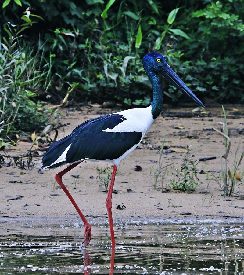 Egrets Rest Daintree Exterior foto
