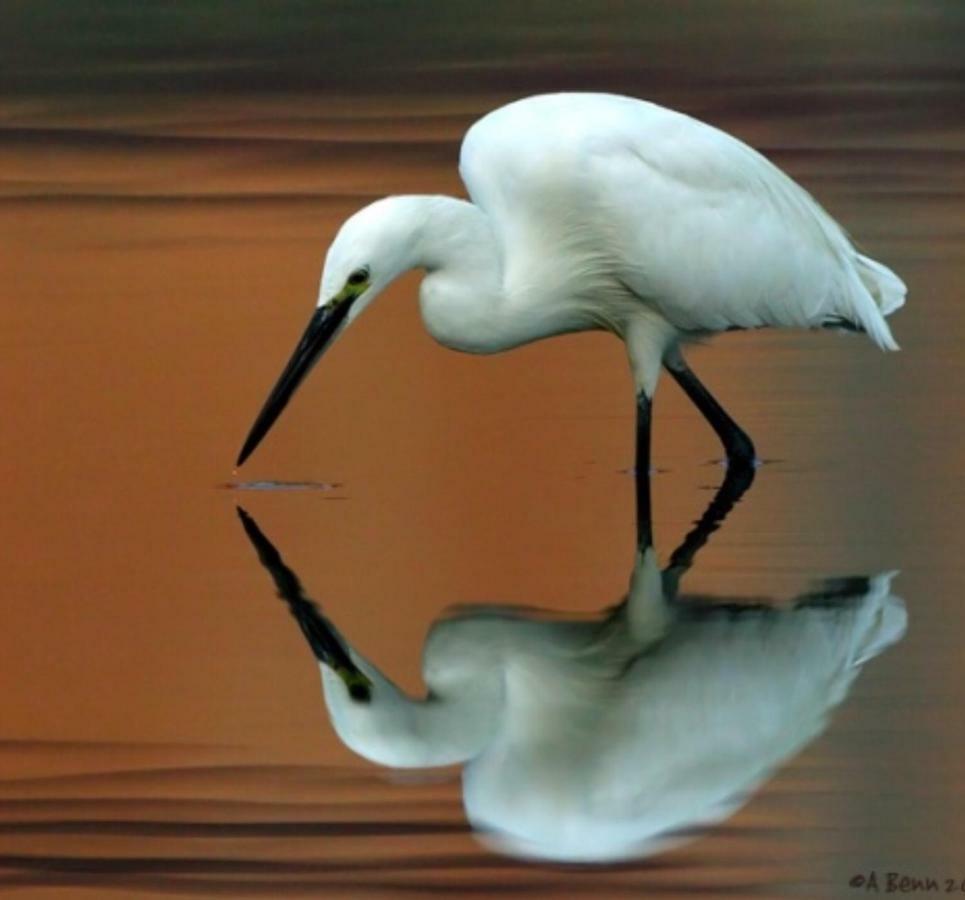 Egrets Rest Daintree Exterior foto