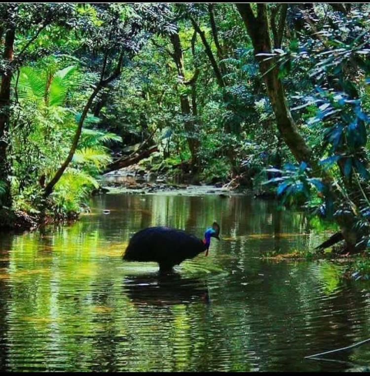Egrets Rest Daintree Exterior foto
