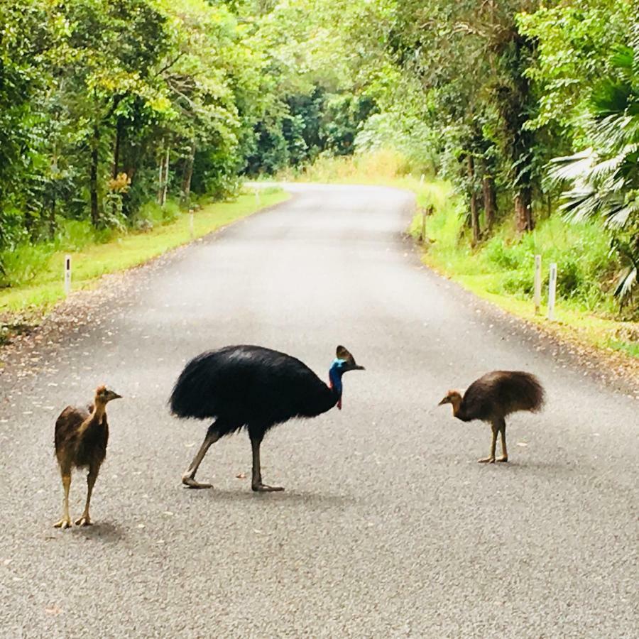 Egrets Rest Daintree Exterior foto