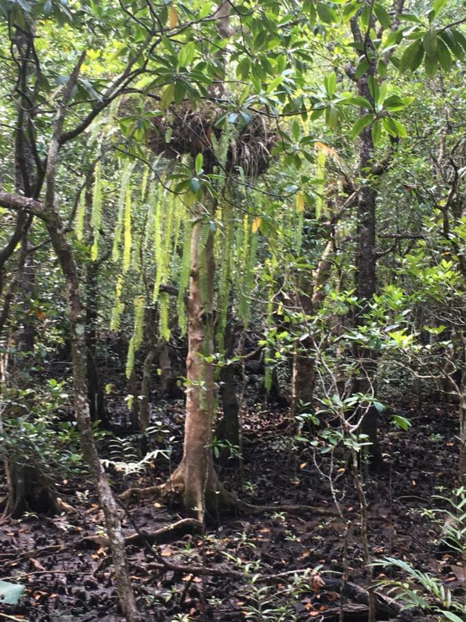 Egrets Rest Daintree Exterior foto
