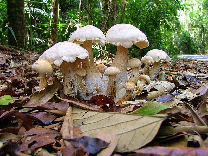 Egrets Rest Daintree Exterior foto